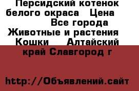 Персидский котенок белого окраса › Цена ­ 35 000 - Все города Животные и растения » Кошки   . Алтайский край,Славгород г.